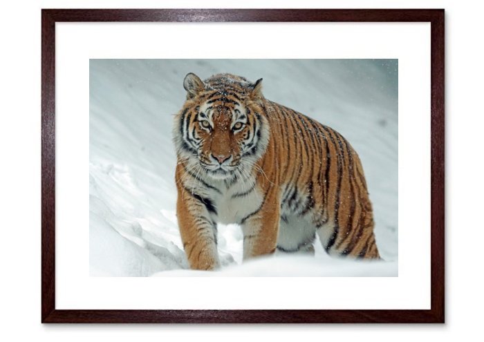 Amurtiger Tiger Big Cat Siberian Predato